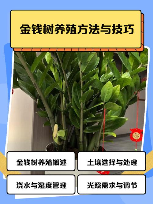 金钱树植物怎么养殖技术-图2 金钱树植物怎么养殖技术-图2