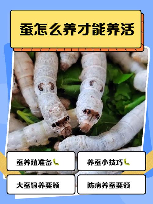 桑蚕养殖管理技术有哪些关键要点?-图1 桑蚕养殖管理技术有哪些关键要点?-图1