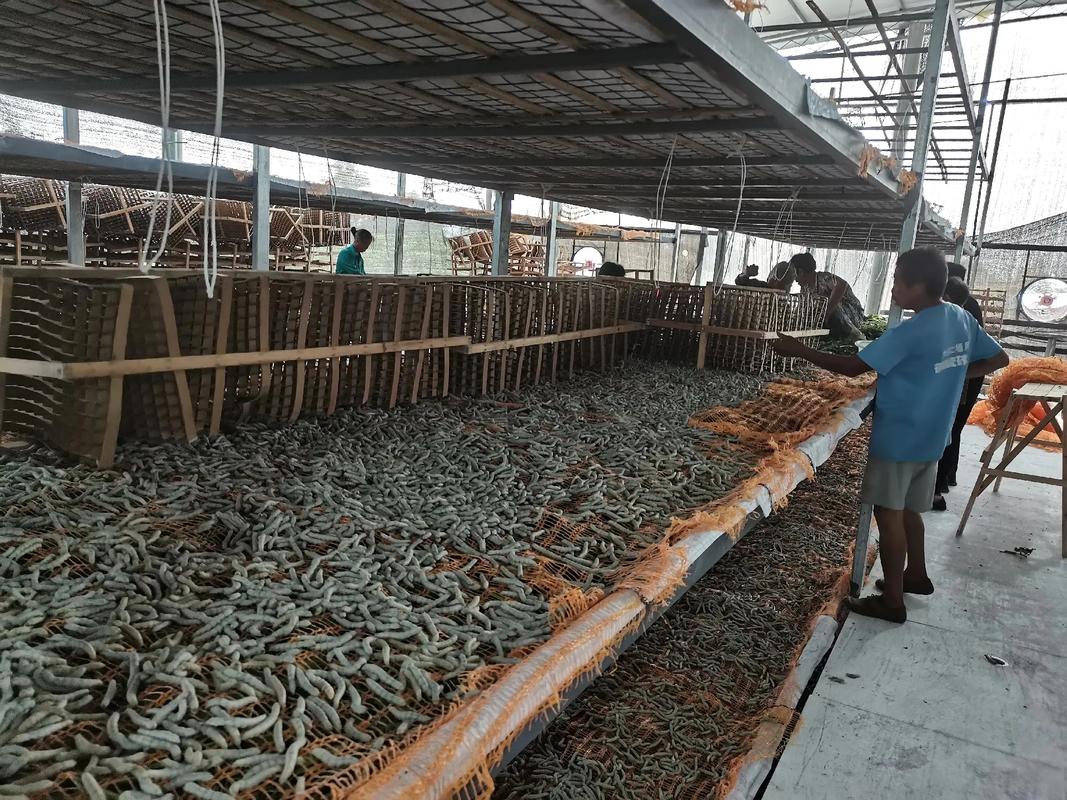 桑蚕养殖管理技术有哪些关键要点？-图2