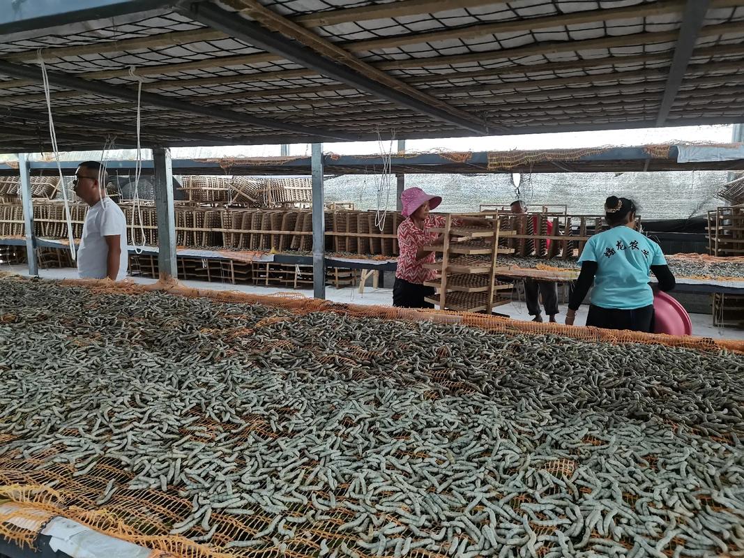 桑蚕养殖管理技术有哪些关键要点?-图3 桑蚕养殖管理技术有哪些关键要点?-图3