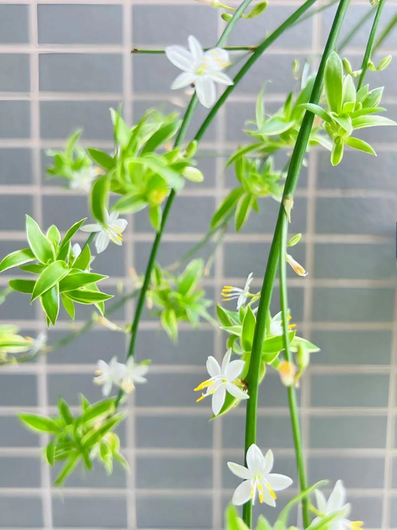 哪些兰花能挂起来养？-图3