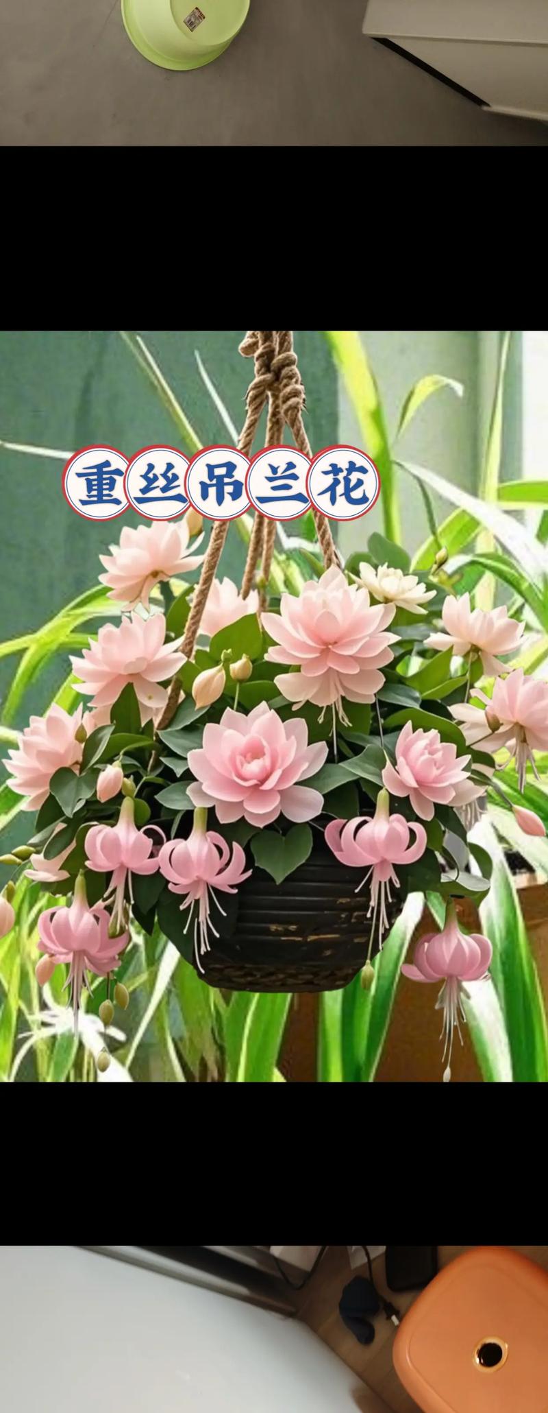 哪些兰花能挂起来养?-图1 哪些兰花能挂起来养?-图1