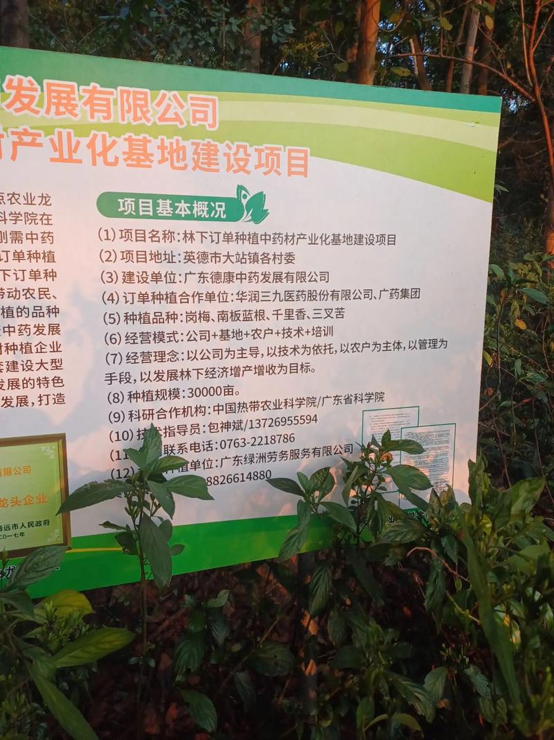 板蓝根种植视频教程,关键步骤有哪些?-图1 板蓝根种植视频教程,关键步骤有哪些?-图1