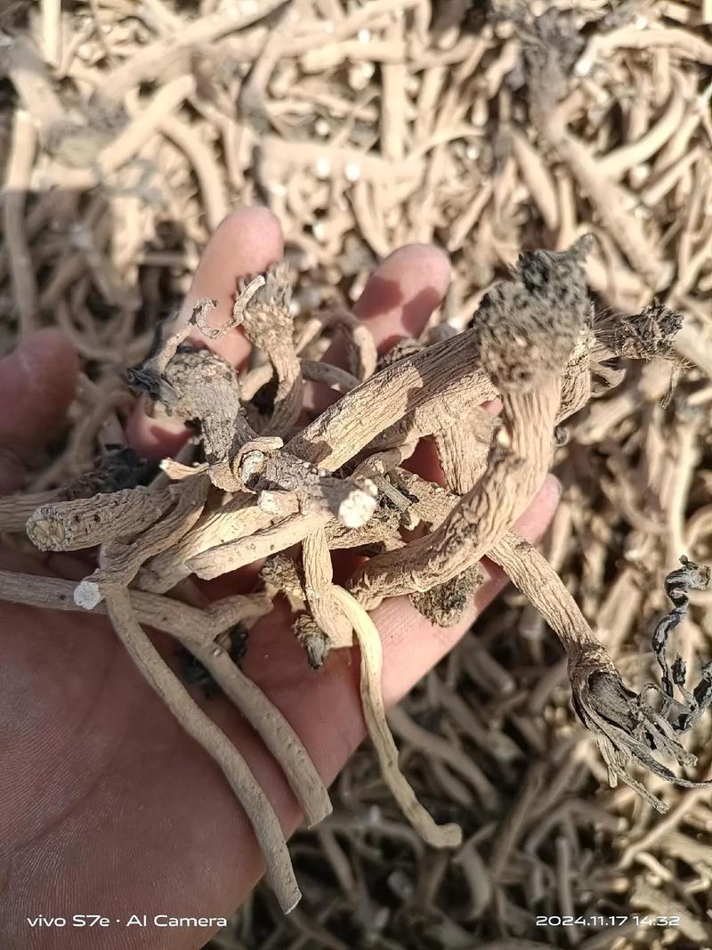 板蓝根种植视频教程,关键步骤有哪些?-图2 板蓝根种植视频教程,关键步骤有哪些?-图2