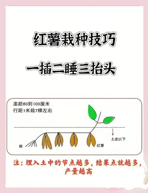 红薯啥时候种?怎么种才高产?-图1 红薯啥时候种?怎么种才高产?-图1