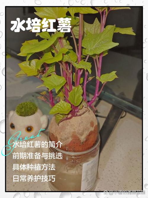 红薯啥时候种?怎么种才高产?-图3 红薯啥时候种?怎么种才高产?-图3