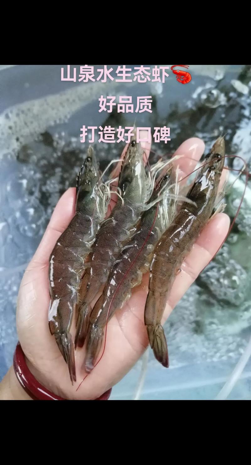 湖南南美白对虾养殖技术关键点有哪些？-图1