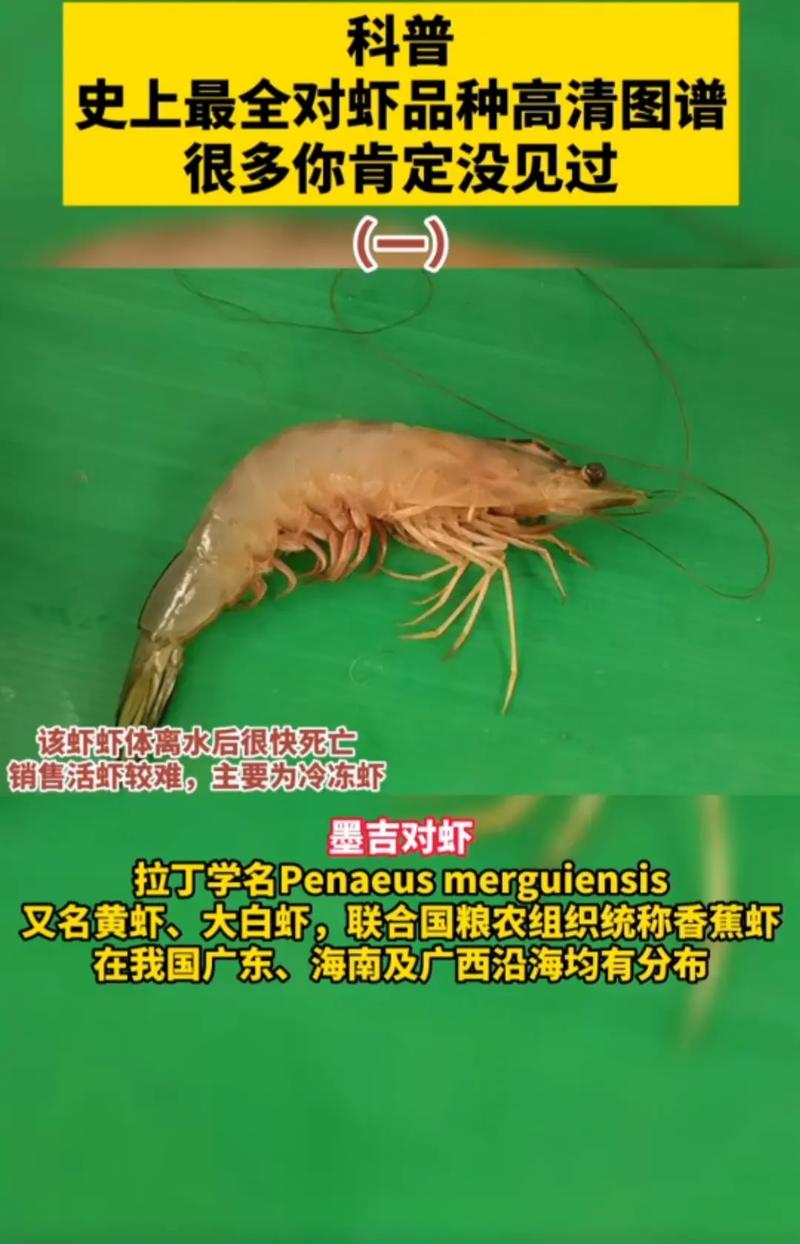 湖南南美白对虾养殖技术关键点有哪些？-图2
