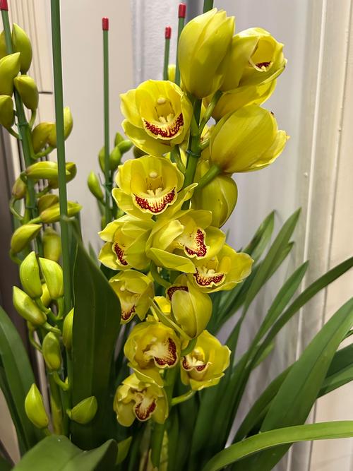 大花蕙兰哪个品种好?-图2 大花蕙兰哪个品种好?-图2