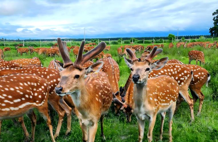 东北养的鹿都有哪些品种?-图1 东北养的鹿都有哪些品种?-图1