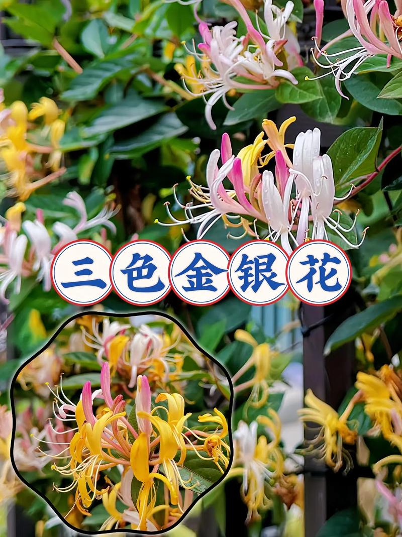 金银花品种怎么辨正宗？-图3