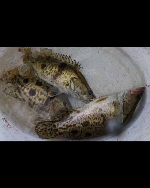 2025桂花鱼圹头价格会涨还是跌？-图1