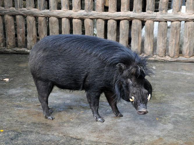 中国哪里的野猪品种最好?-图2 中国哪里的野猪品种最好?-图2