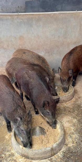 中国哪里的野猪品种最好?-图3 中国哪里的野猪品种最好?-图3