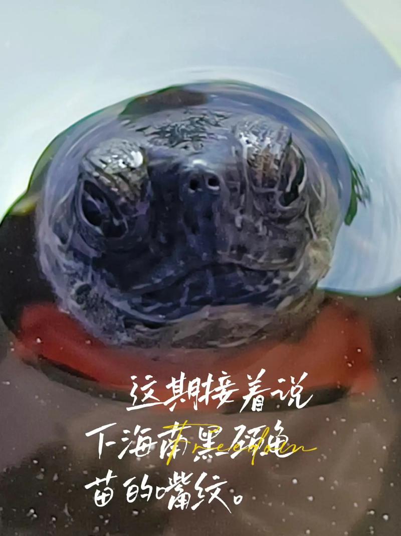 2025年黑颈龟苗价格会涨还是跌?-图3 2025年黑颈龟苗价格会涨还是跌?-图3