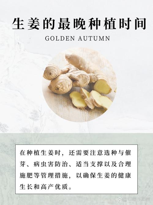 生姜何时种?技术要点有哪些?-图1 生姜何时种?技术要点有哪些?-图1