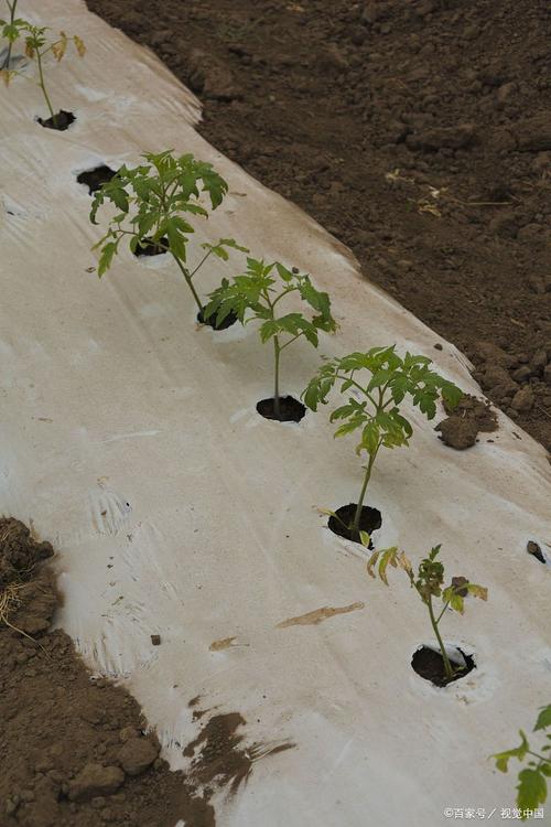 冬春西红柿育苗,关键技术有哪些?-图1 冬春西红柿育苗,关键技术有哪些?-图1