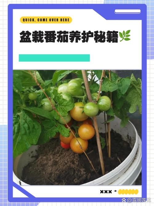 冬春西红柿育苗,关键技术有哪些?-图2 冬春西红柿育苗,关键技术有哪些?-图2