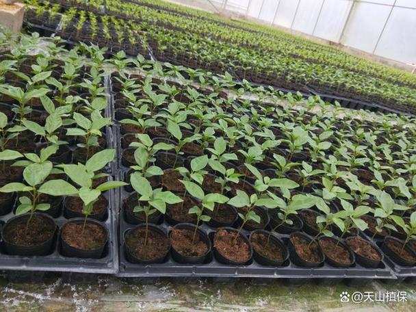 冬春西红柿育苗,关键技术有哪些?-图3 冬春西红柿育苗,关键技术有哪些?-图3