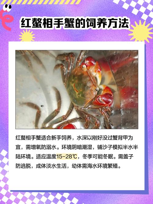 水塘养殖螃蟹技术与方法-图3