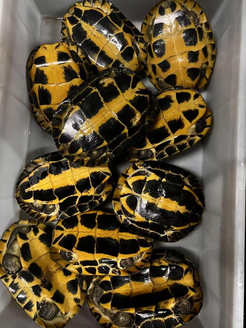 2025年石龟苗价格会涨还是跌?-图3 2025年石龟苗价格会涨还是跌?-图3