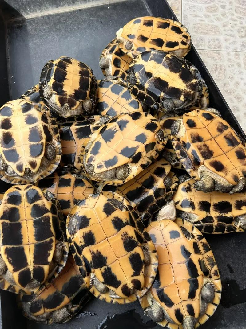 2025年石龟苗价格会涨还是跌?-图1 2025年石龟苗价格会涨还是跌?-图1