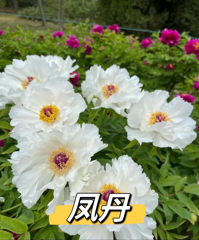菏泽牡丹春节开花价多少?-图1 菏泽牡丹春节开花价多少?-图1