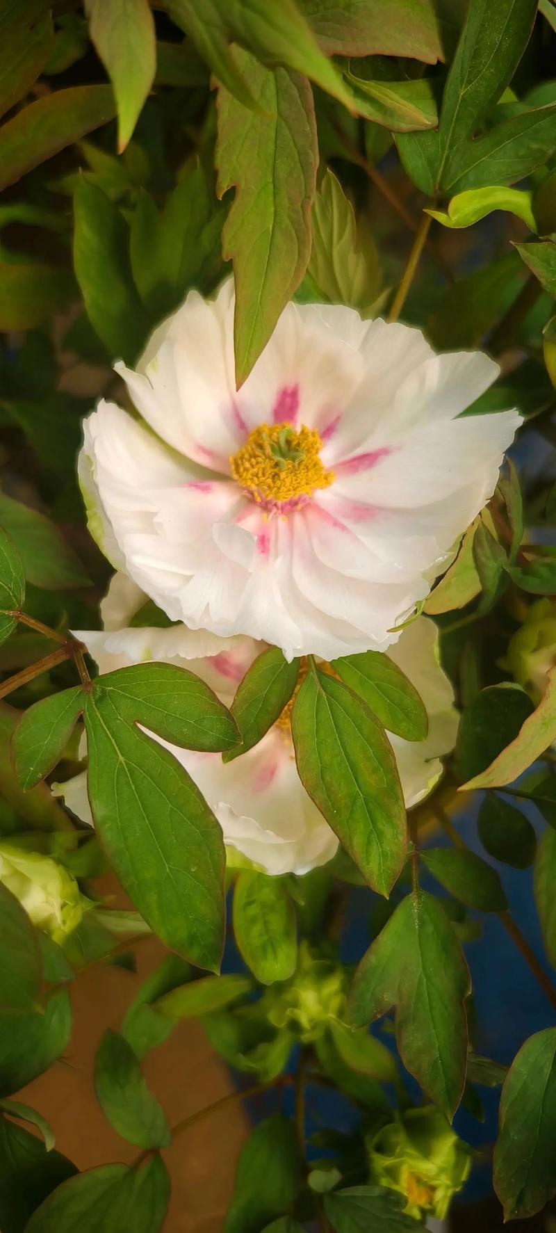 菏泽牡丹春节开花价多少？-图2