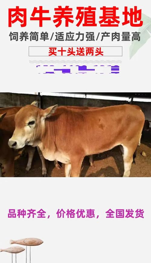 养新品种黄牛母牛怎么养-图3 养新品种黄牛母牛怎么养-图3