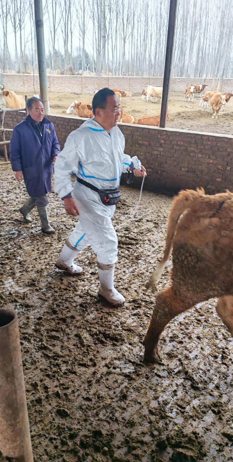 养新品种黄牛母牛怎么养-图1 养新品种黄牛母牛怎么养-图1