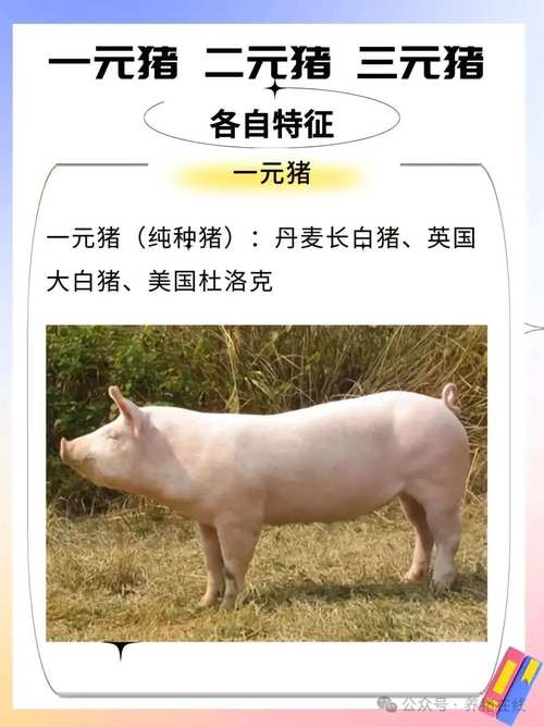 中国培育的12种猪品种-图1 中国培育的12种猪品种-图1