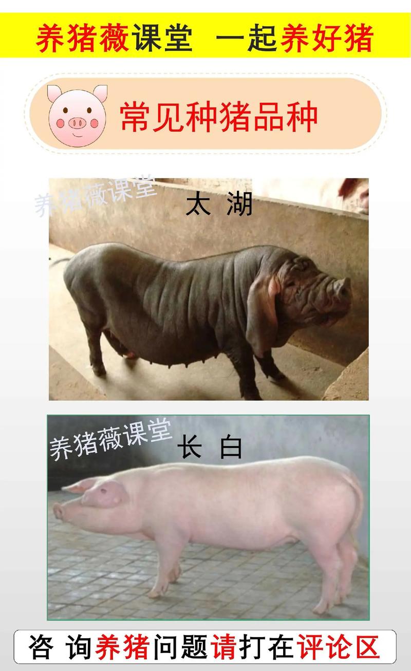 中国培育的12种猪品种-图2 中国培育的12种猪品种-图2