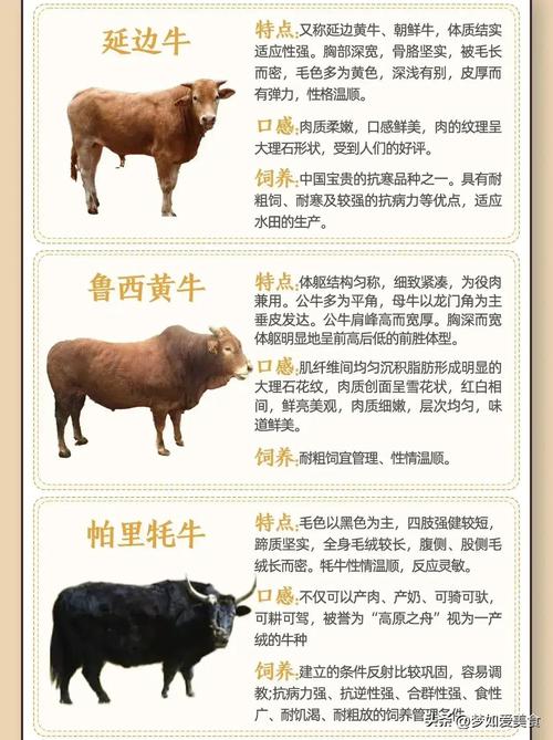 国内和牛是何品种牛？-图3