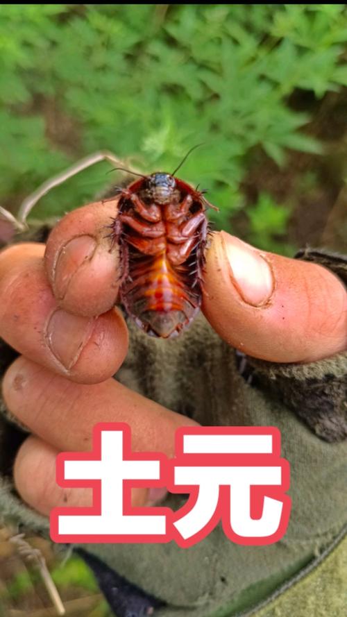 河南的土鳖虫是什么品种-图1 河南的土鳖虫是什么品种-图1