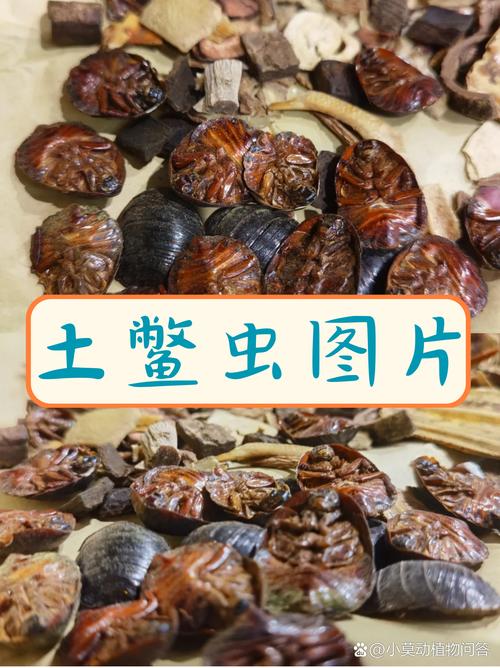 河南的土鳖虫是什么品种-图2 河南的土鳖虫是什么品种-图2