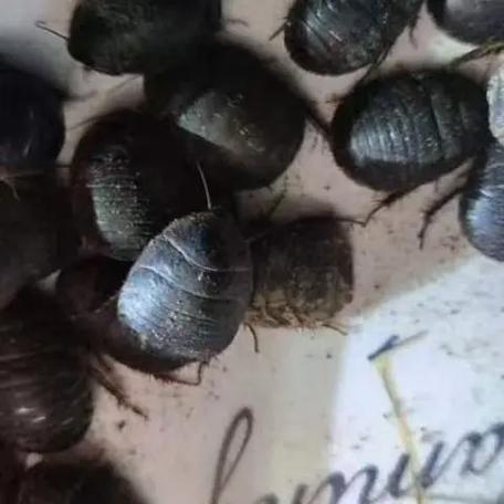 河南的土鳖虫是什么品种-图3 河南的土鳖虫是什么品种-图3