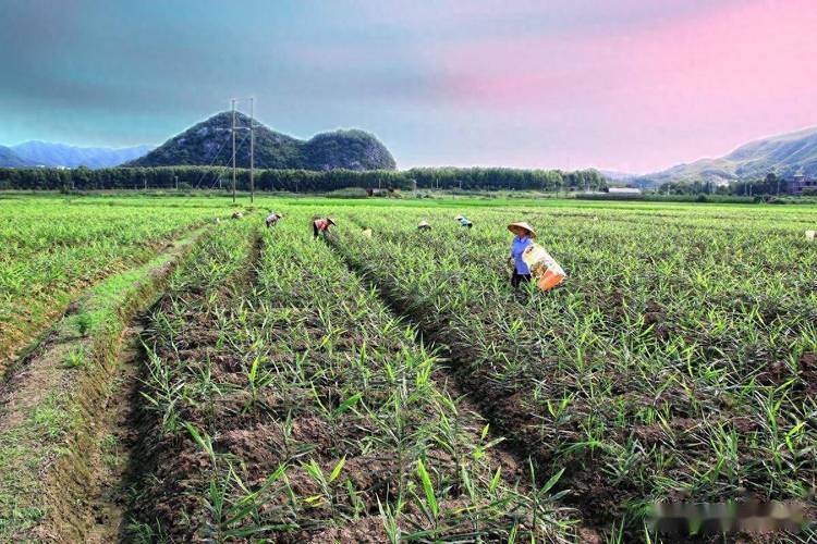 平江园艺村生姜种植技术有何秘诀?-图1 平江园艺村生姜种植技术有何秘诀?-图1
