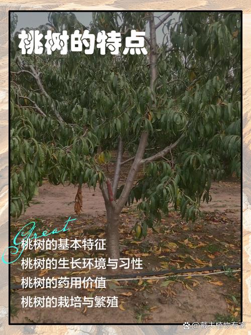 刘光战1号桃树品种有何特点?-图1 刘光战1号桃树品种有何特点?-图1