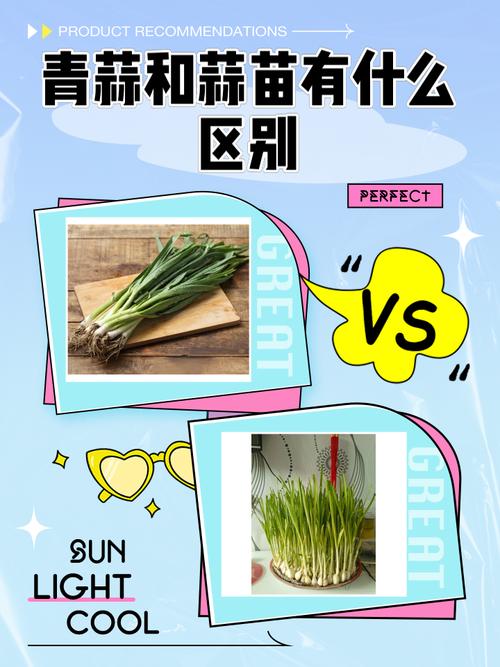 青蒜苗价格多少？种植技术怎么掌握？-图2
