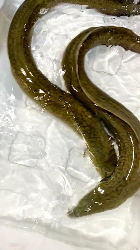 海南淡水鳗鱼养殖技术有哪些关键要点?-图2 海南淡水鳗鱼养殖技术有哪些关键要点?-图2