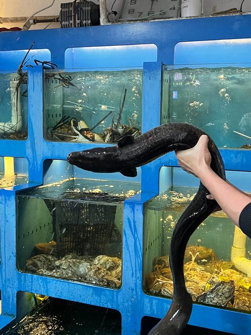 海南淡水鳗鱼养殖技术有哪些关键要点?-图3 海南淡水鳗鱼养殖技术有哪些关键要点?-图3