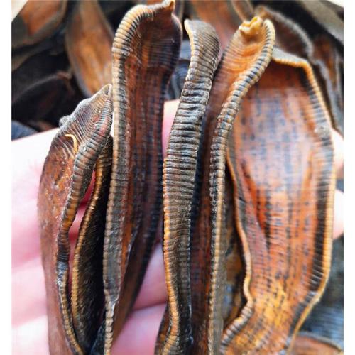 2012年水蛭干货价格为何暴涨？-图2