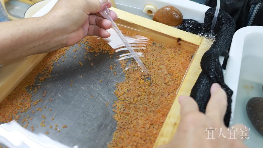 黄鳝育苗技术难点何在？-图1