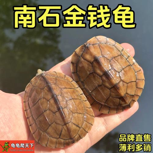 2025年金钱龟幼苗价格会涨还是跌?-图3 2025年金钱龟幼苗价格会涨还是跌?-图3