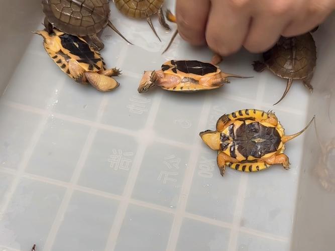 2025年金钱龟幼苗价格会涨还是跌？-图2