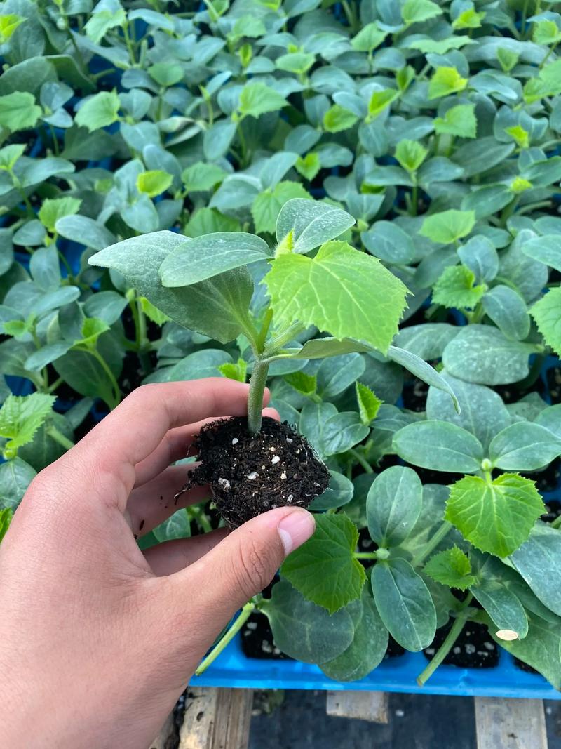 露地春黄瓜育苗技术视频怎么育苗?-图3 露地春黄瓜育苗技术视频怎么育苗?-图3