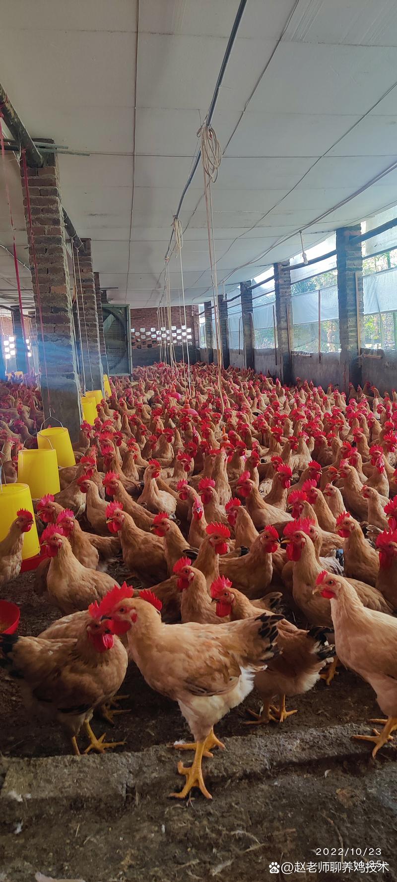 河南种鸡养殖技术哪家好?选对技术关键点是什么?-图3 河南种鸡养殖技术哪家好?选对技术关键点是什么?-图3