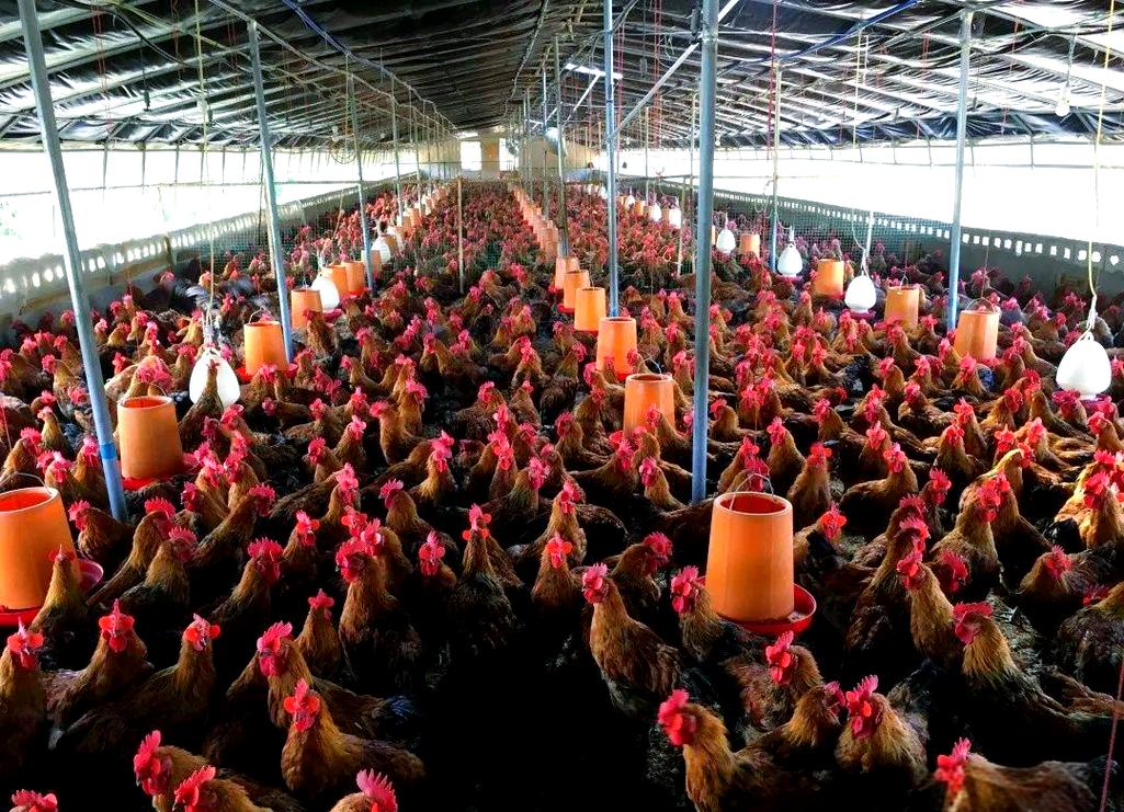 河南种鸡养殖技术哪家好?选对技术关键点是什么?-图2 河南种鸡养殖技术哪家好?选对技术关键点是什么?-图2