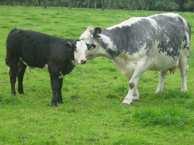 现在好品种的牛是什么牛？-图3