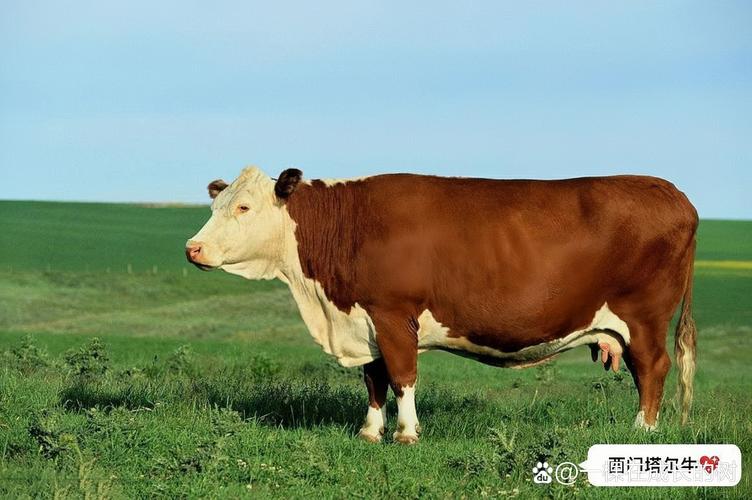 现在好品种的牛是什么牛？-图2